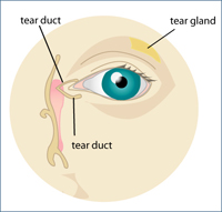 Tear Duct Diagram