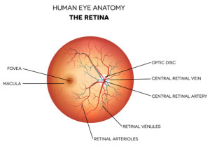 Human Eye and Retina Anatomy